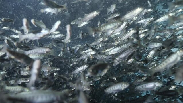 fish farm trout underwater feeding fenzy fish going crazy for food
