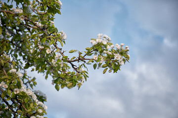Pear blooming tree on sunny day. Natural seasonal background. Beauty in natute, relax, gardening