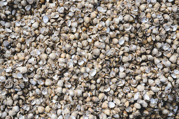 Cockles and shells