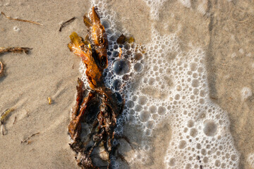 Seetang Ostseestrand