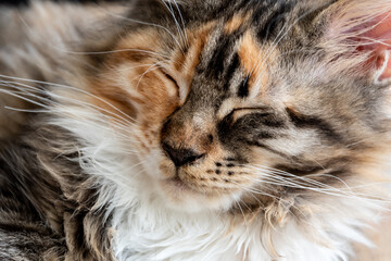 Sleepy tricolor cat face - obrazy, fototapety, plakaty