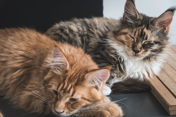 Two cats sleeping on the dresser © Joanna