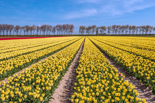Yellow tulips, a row of trees and a blue sky in a Dutch landscape. The photo was taken near the village of Stad aan 't Haringvliet, municipality of Goeree-Overflakkee, province of South Holland.
