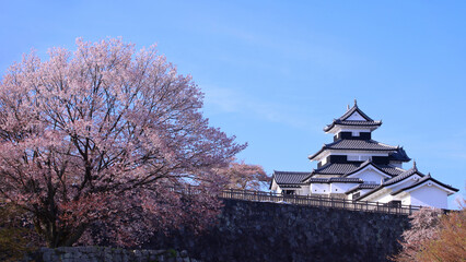 白河市　白河小峰城　三重櫓と桜