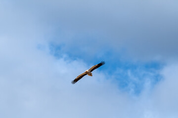 Egyptian Vulture (Neophron percnopterus) in the foothills of Caucasus, Republic of Dagestan