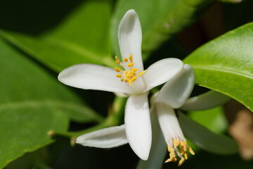 fleurs de citronnier