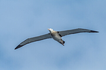 Immature Wandering Albatross (Diomedea exulans) in South Atlantic Ocean, Southern Ocean, Antarctica