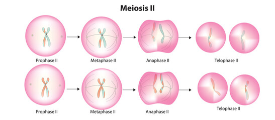 Meiosis stage 2 (second polar body, and a single haploid cell, which enlarges to become an ovum) - obrazy, fototapety, plakaty