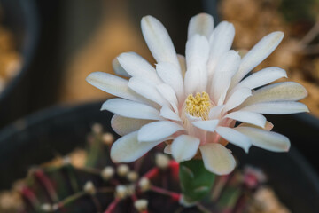Cactus Gymnocalycium Lb 2178​ beautiful green various species Beautiful nature In pots Blooming flowers In the summer