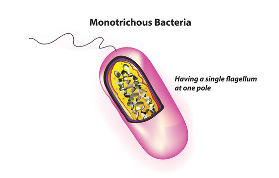 Monotrichous Bacteria (have a single flagellum on body)
