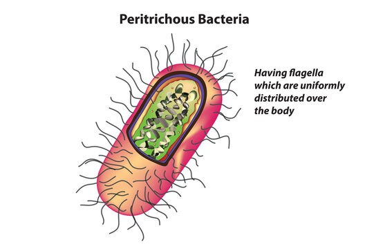 Peritrichous Bacteria (flagellum classification) 