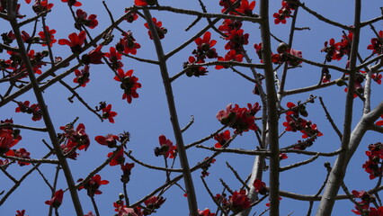 Blooms the Bombax Ceiba (Lat. - Bombax ceiba) or Cotton Tree. Flower of silk cotton tree in park of Israel.