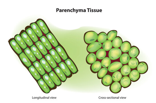 parenchyma tissue diagram