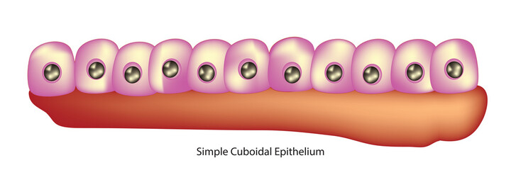 simple cuboidal epithelium