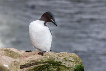 Thick-billed Murre (Uria lomvia) at colony in St. George Island, Pribilof Islands, Alaska, USA