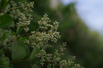 Naklejka premium 太陽の光を浴び芽吹く植物