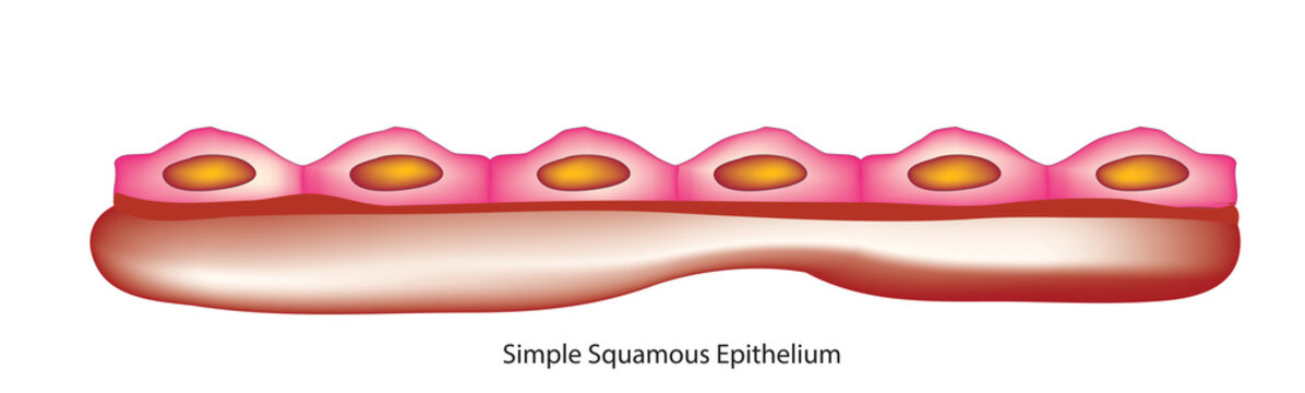 simple squamous tissue (flat scale-shaped cells)