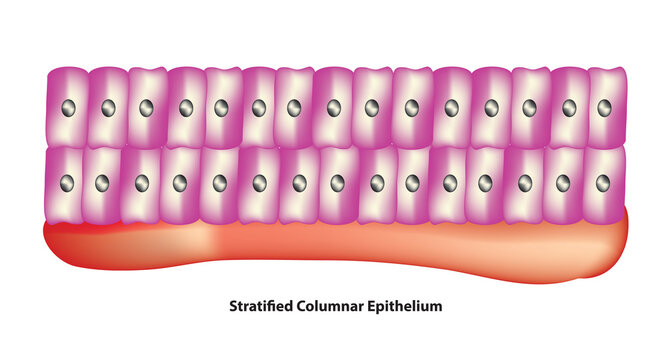 Stratified Columnar Epithelium (conjunctiva, pharynx, anus, and male urethra cell layer)