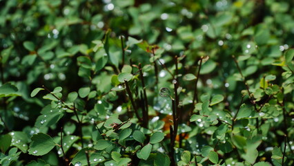 Grass wall texture and background. Green leaves background or natural wall texture. Ideal for design use.