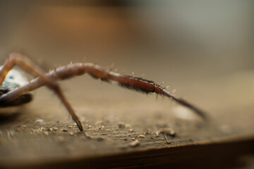 Macro shot of spider legs with sunlight