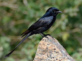 Black Drongo (Dicrurus macrocercus) perched on a rock