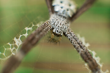 Macro shot of spider on web 