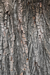 Vertical shot of tree bark texture background