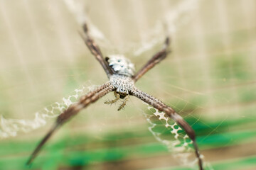 Macro shot of spider on web 