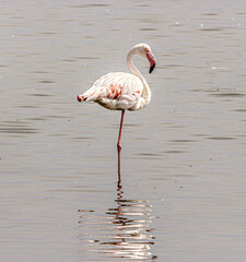 rare flamingos in the water