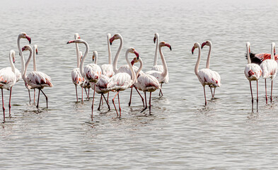 rare flamingos in the water