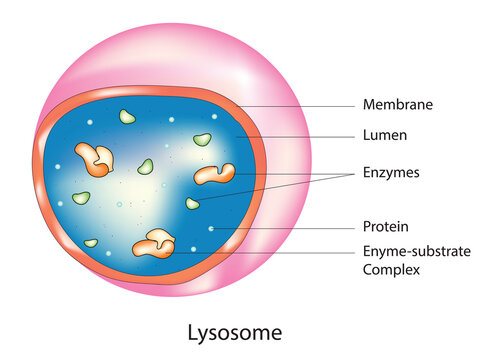 Lysosome anatomy with digestive enzymes