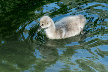Black Swan (Cygnus atratus) cygnet in park