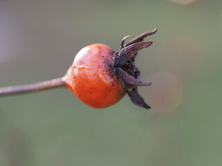 ripe rose hips on a green-gray background close up