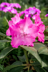 Rhododendron Grandiflorum 'Germania' (Rhododendron catawbiense) in garden