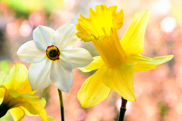 Yellow and white blooming Daffodil flower closeup. pink and green soft bokeh. spring and gardening concept. fragile petals. Narcissus. also white Poet's narcissus. or Narcissus poeticus