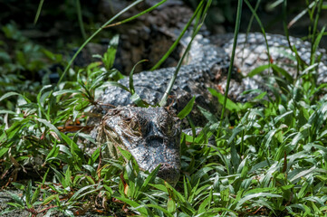 Spectacled Caiman (Caiman crocodilus) in tropical forest of Papaturro River area, Nicaragua