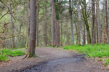 path in the woods
