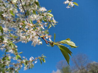 Close up of the cherry tree flowers on the branch in the orchard. Some of the petals have already fallen off. Shallow depth of field, blue sky in the background