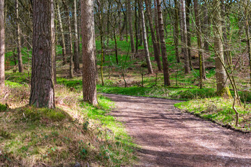 footpath in the forest