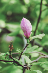 Magnolia flower bud