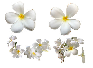 White Plumeria in white background include clipping path