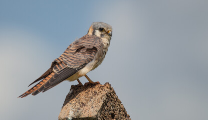Falco sparverius