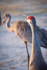 Florida Sandhill Crane