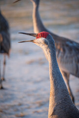 Florida Sandhill Crane