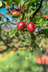 vertical composition.red apples on a tree with a blue sky in the background