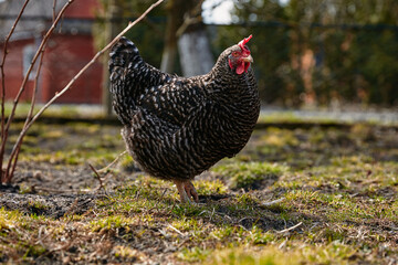 black chicken grazing in the farm yard in the sun
