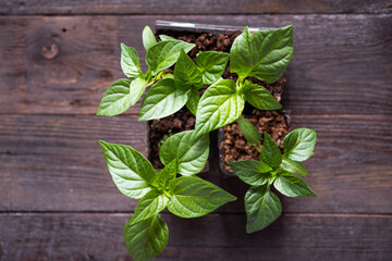 Seedlings of peppers in peat pots on a wooden background.  Spring gardening concept. 