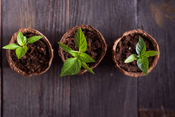 Seedlings of peppers in peat pots on a wooden background.  Spring gardening concept. 