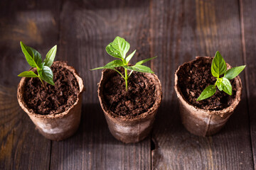 Seedlings of peppers in peat pots on a wooden background.  Spring gardening concept. 