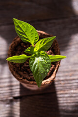 Seedlings of peppers in peat pots on a wooden background.  Spring gardening concept. 